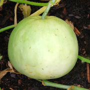 Sakata's Sweet Melon Seeds