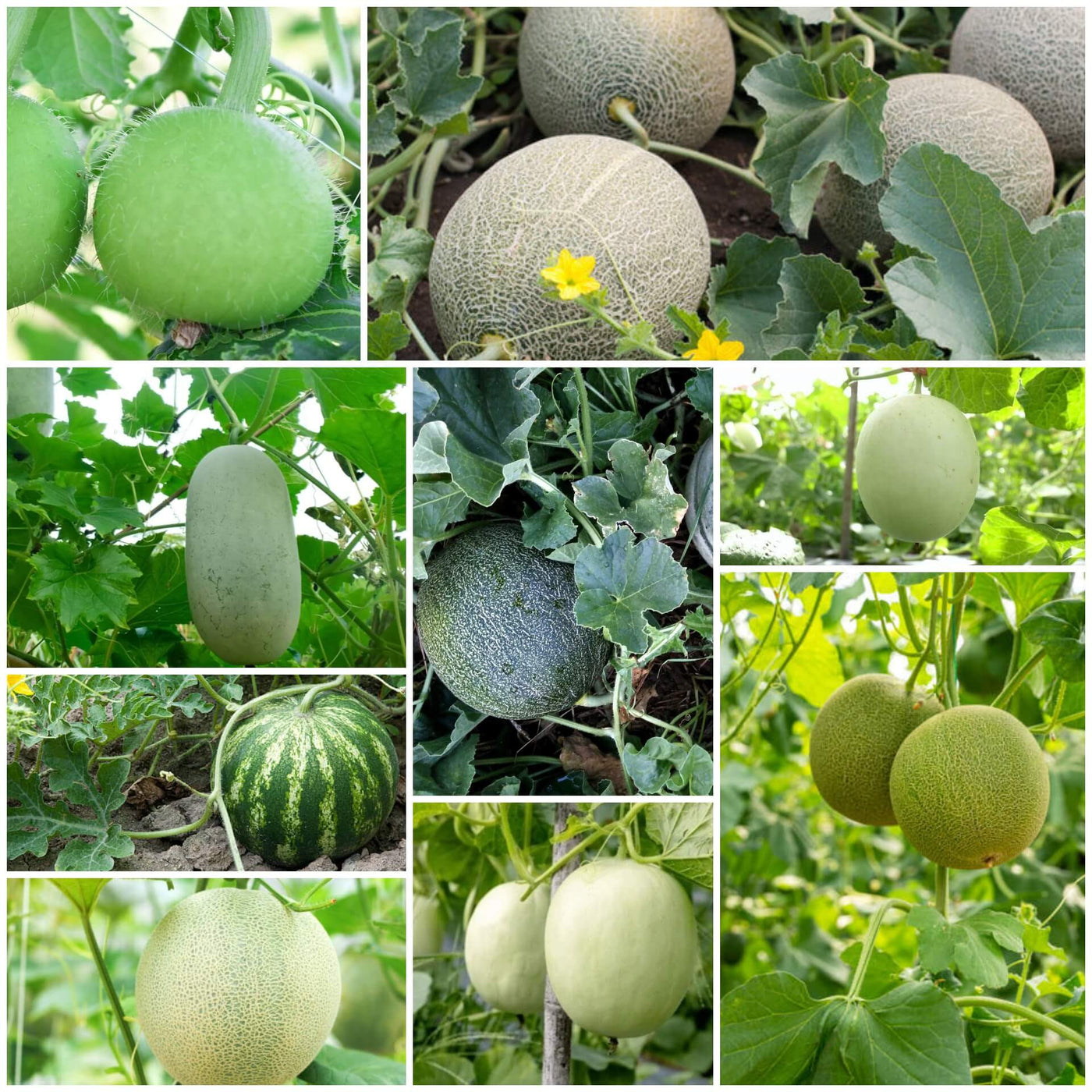 Melon Seeds - All In One For Home Gardens