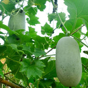 Melon Seeds - All In One For Home Gardens