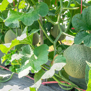 Melon Seeds - All In One For Home Gardens