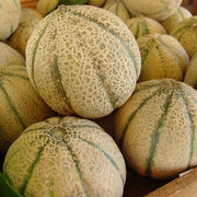 Brown Cantaloupe Melon Seeds