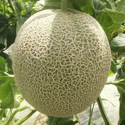 Chinese Hami Melon Seeds