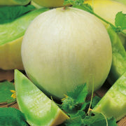 Green Dew Melon Seeds