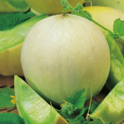 Green Flesh Honeydew Melon Seeds