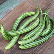 Green Serpent Melon Seeds