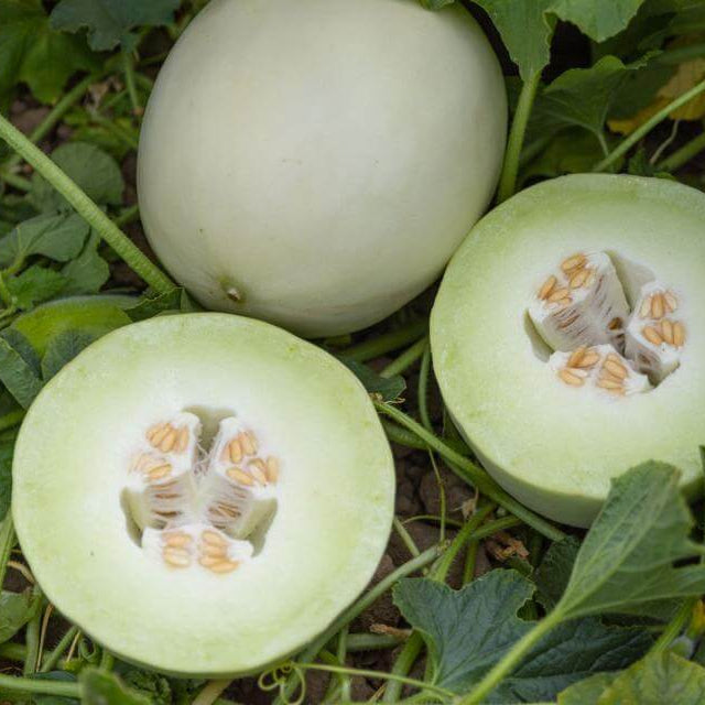 Green White Cantaloupe Melon Seeds