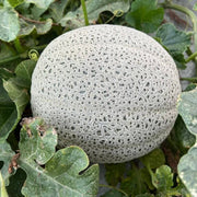 Grey Cantaloupe Melon Seeds