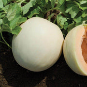Honey Melon Seeds