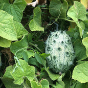 Jelly Melon Melon Seeds, Vegetabe