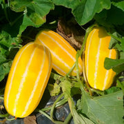 Korean Melon Seeds