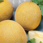 Lesya Melon Seeds