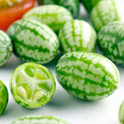 Mini Melon Seeds