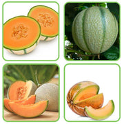 Mixed Cantaloupe Melon Seeds