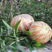 Mixed Kajari Melon Seeds