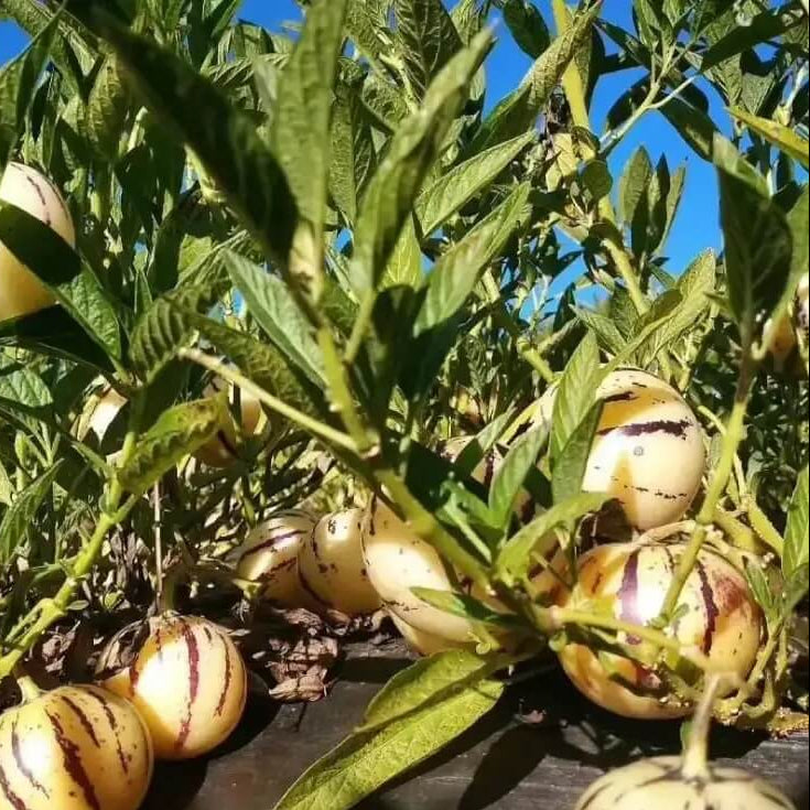 Pear Melon Seeds