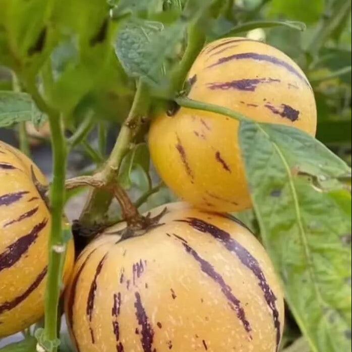 Pepino Dulce Melon Seeds
