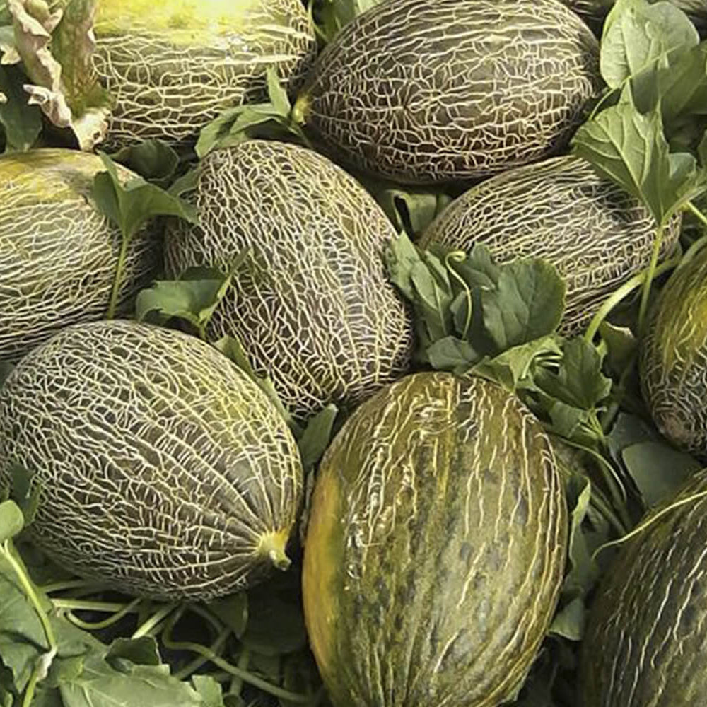 Piel de Sapo Melon Seeds, Vegetabe