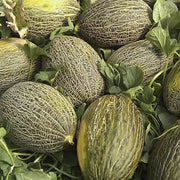 Piel de Sapo Melon Seeds, Vegetabe