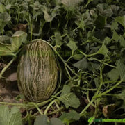 Pinonet Melon Seeds