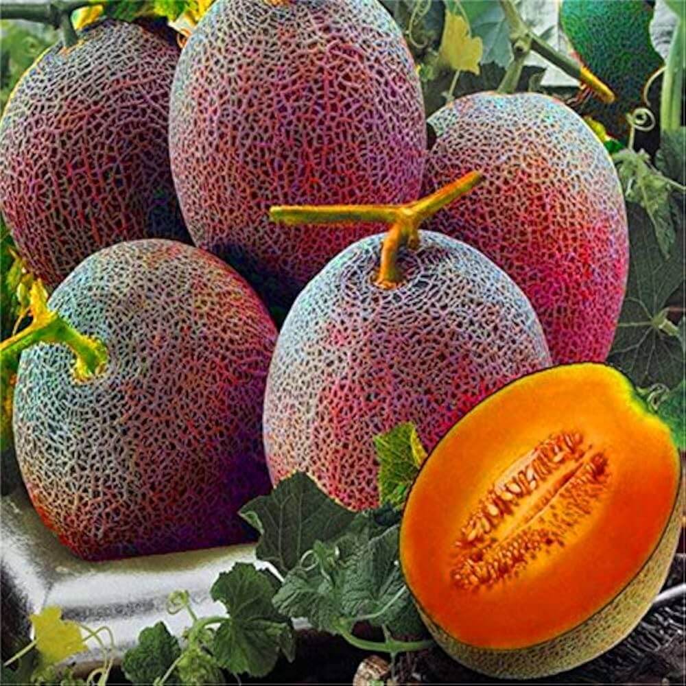 Red Cantaloupe Melon Seeds