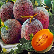 Red Cantaloupe Melon Seeds