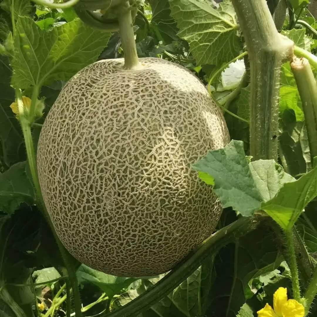 Red and Green Hami Melon Seeds, Vegetabe
