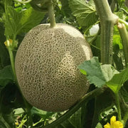 Red and Green Hami Melon Seeds, Vegetabe