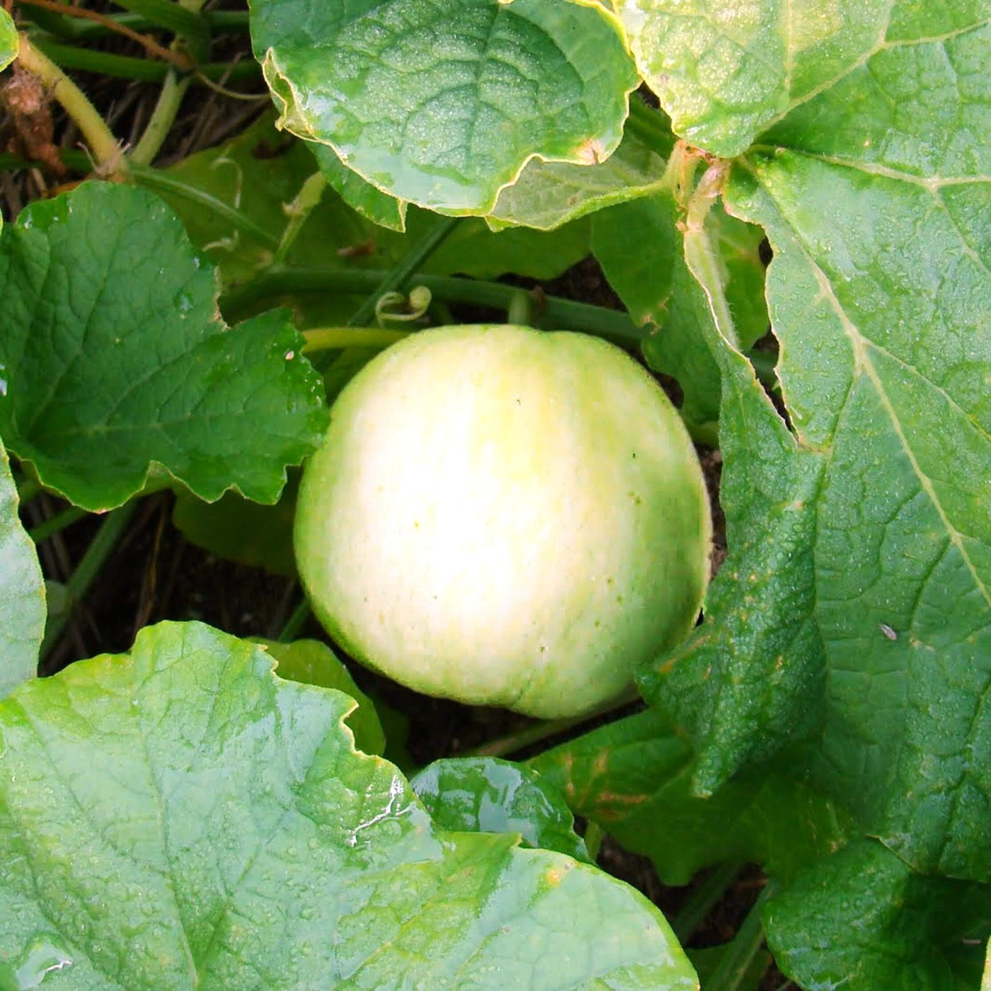 Sakata's Sweet Melon Seeds
