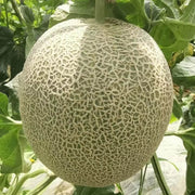 Sweet Hami Melon Seeds