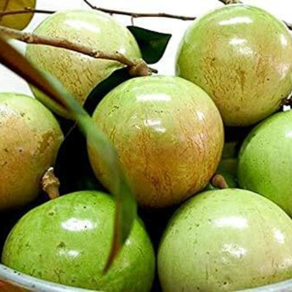 Vietnam Milk Melon Seeds