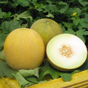 Yellow Galia Melon Seeds
