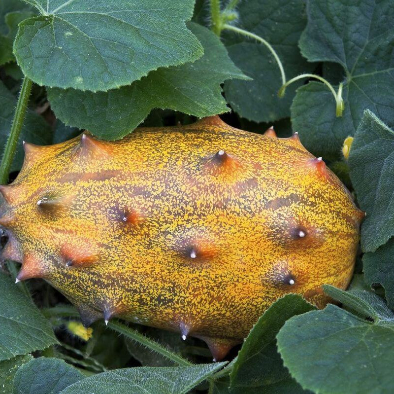 Yellow Kiwano Melon Seeds
