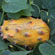 Yellow Kiwano Melon Seeds