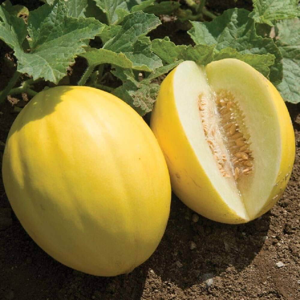 Yellow Muskmelon Melon Seeds