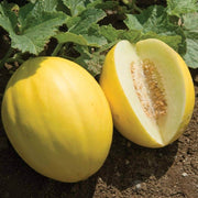 Yellow Muskmelon Melon Seeds