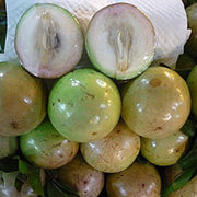 Vietnam Milk Melon Seeds