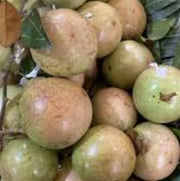 Vietnam Milk Melon Seeds