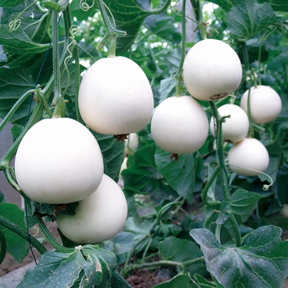 White Cantaloupe Melon Seeds