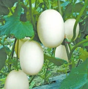 White Cantaloupe Melon Seeds