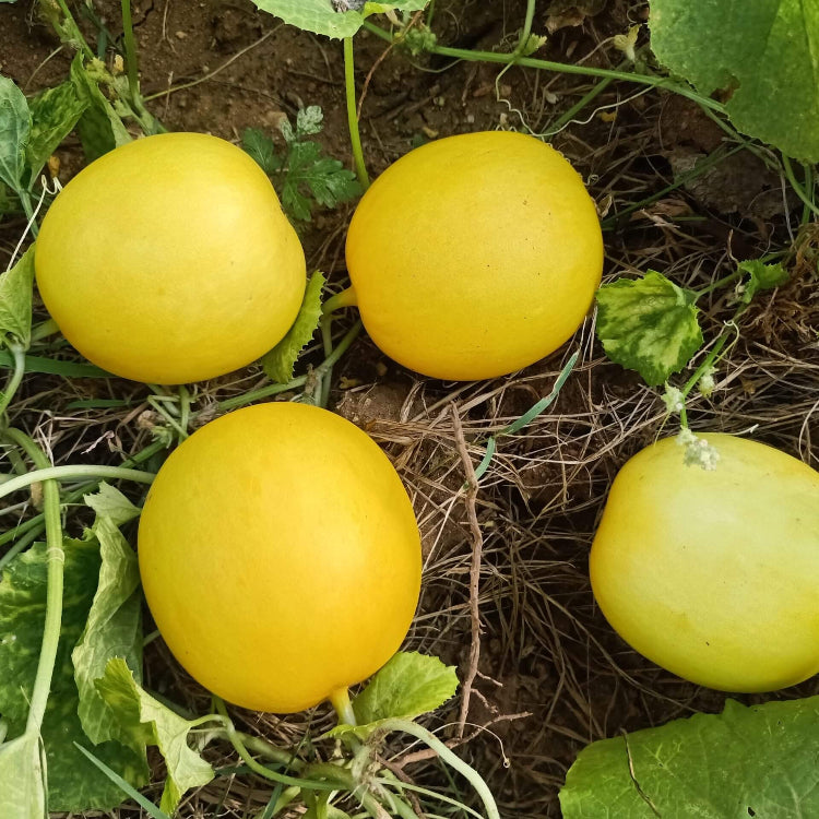 Yellow Melon Seeds