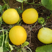 Yellow Melon Seeds