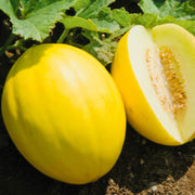 Yellow Canary Melon Seeds
