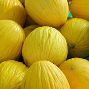 Yellow Casaba Melon Seeds