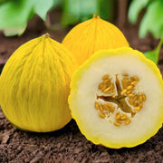 Yellow Casaba Melon Seeds