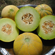 Yellow Galia Melon Seeds