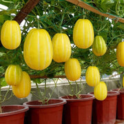 Yellow Korean Melon Seeds