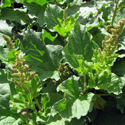 Mercury Goosefoot Seeds - Vegetable Plant