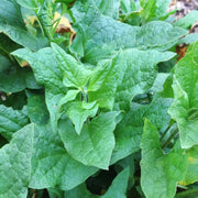 Mercury Goosefoot Seeds