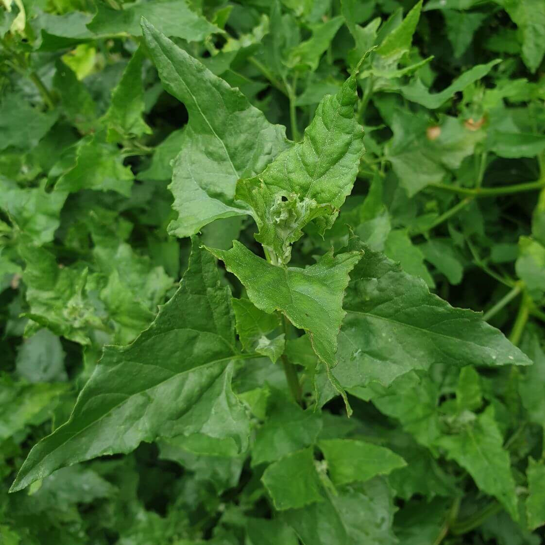 Mercury Goosefoot Seeds - Vegetable Plant