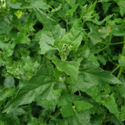 Mercury Goosefoot Seeds - Vegetable Plant